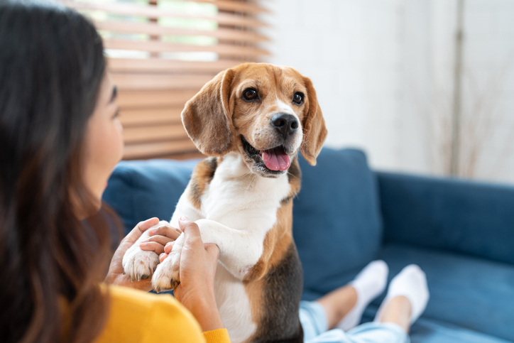 Pet-Friendly Stays callout